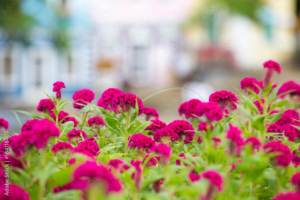 Pink cockscomb flowers in the garden blur background Stock Photo | Adobe  Stock