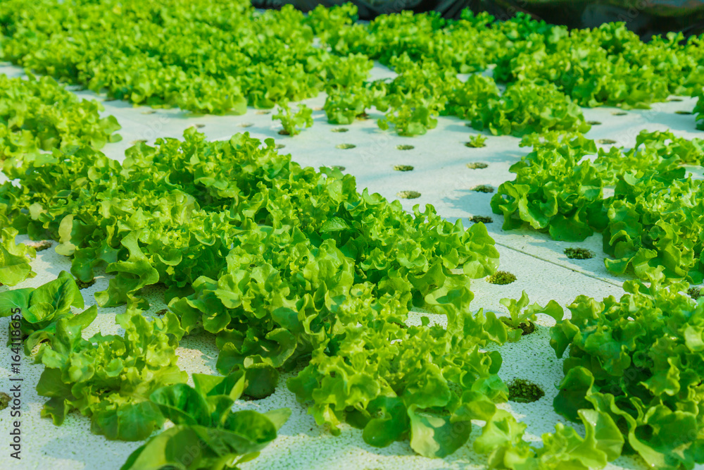 Demonstration of organic hydroponics on backyard,Growing vegetables can be made at home,Eat vegetables every day to keep your body healthy. Demonstration of organic hydroponics on backyard,Growing vegetables can be made at home,Eat vegetables every day to keep your body healthy.