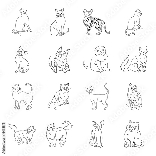 Cat breeds set icons in line style. Big collection of cat breeds vector symbol stock illustration