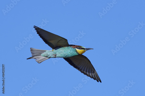 European bee-eater (Merops apiaster)