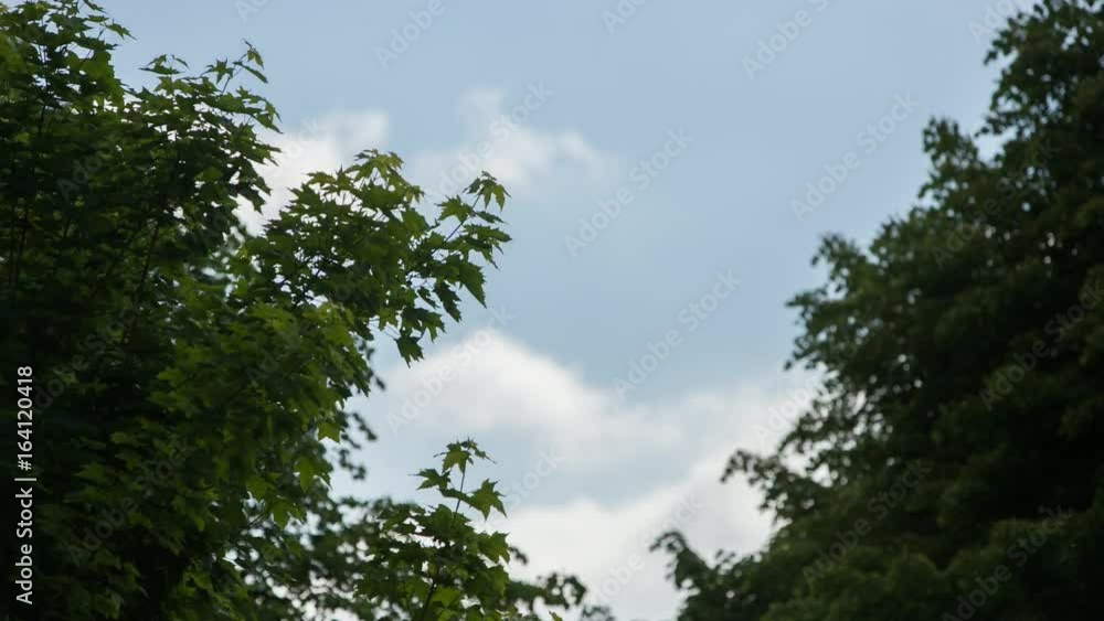 A time-lapse video of the sky. Clouds drifting on a sunny day above tree branches. A time-lapse video of the sky. Clouds drifting on a sunny day above tree branches.