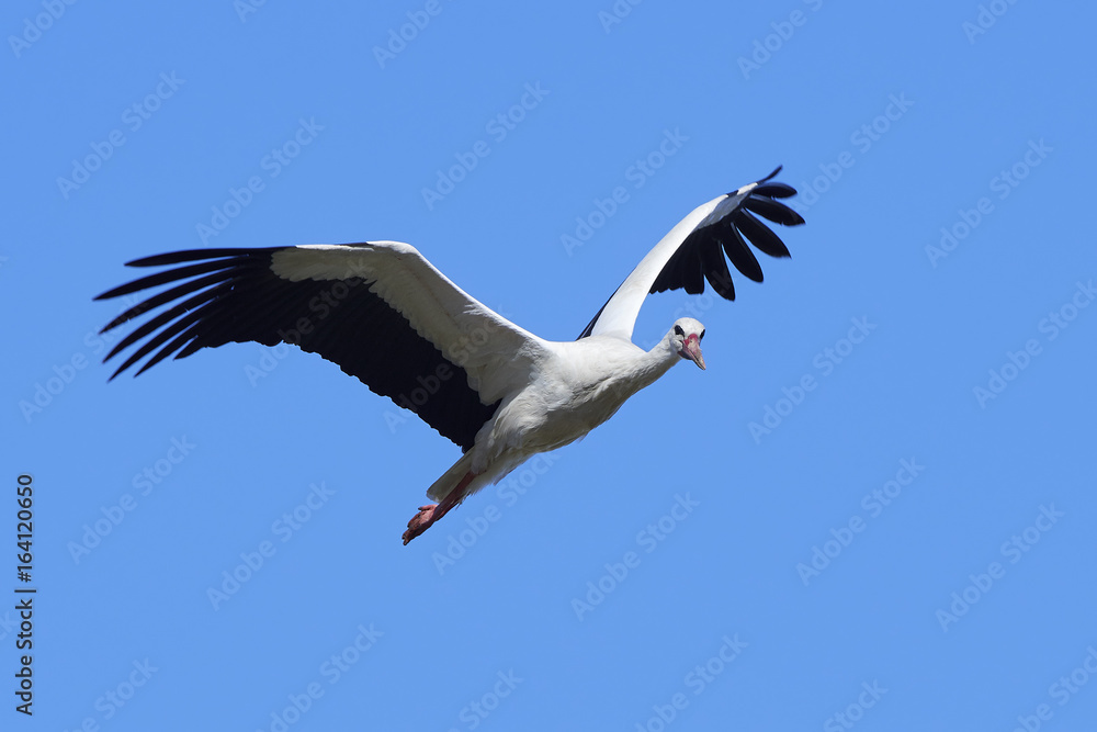 Fototapeta premium White stork (Ciconia ciconia)