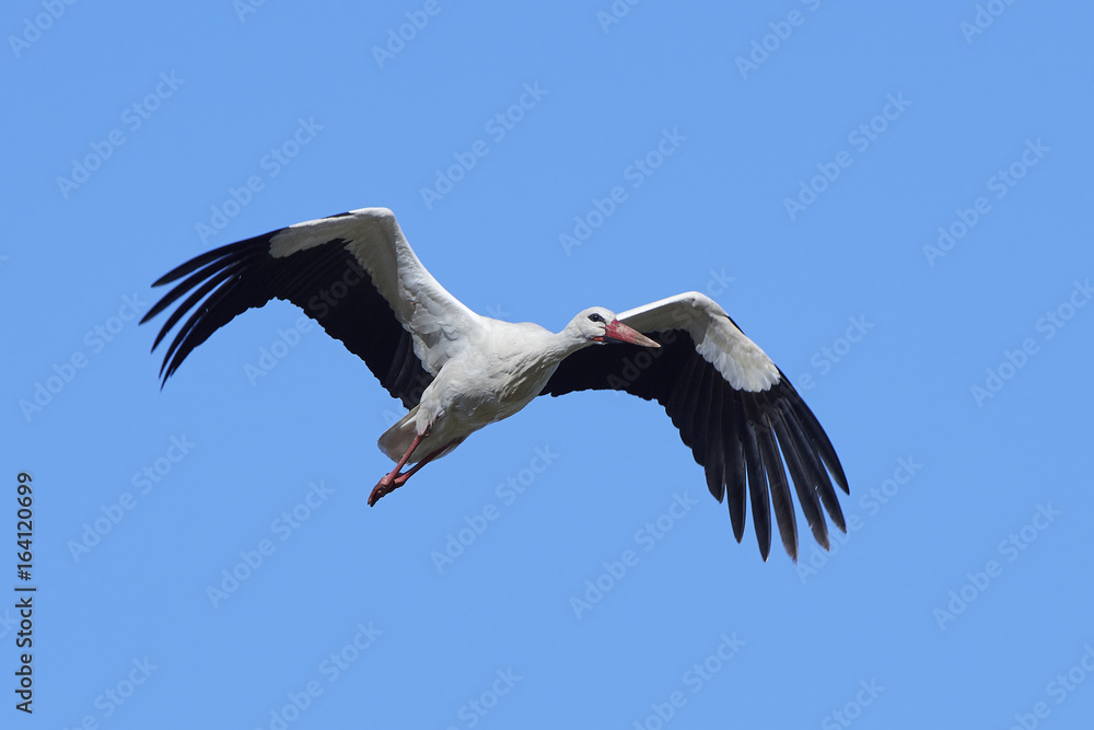 Fototapeta premium White stork (Ciconia ciconia)