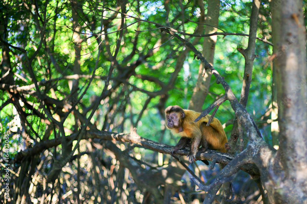 Obraz premium Monkey resting on a tree 