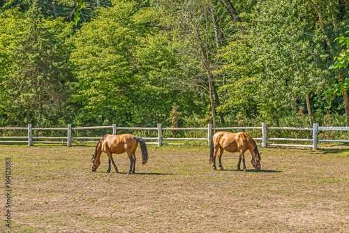 Fototapeta Naklejka Na Ścianę i Meble -  Beautiful horses on a summer playground in the background of a fragment of a stable in Mezhigiri near Kiev.