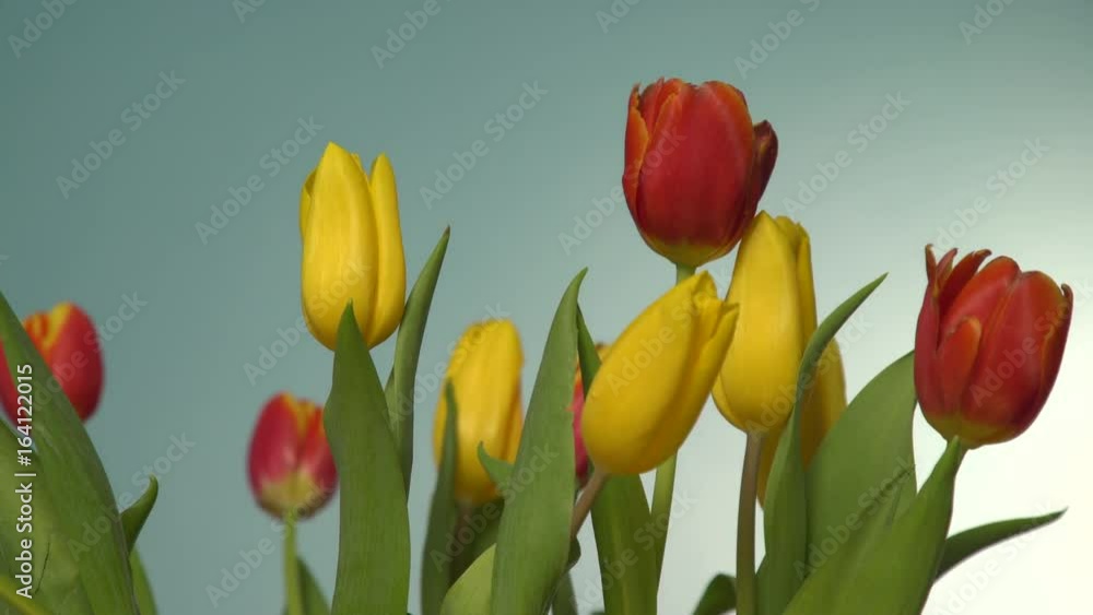 Bunch of tulips flowers with wind air blowing on blue background 4K ProRes HQ codec Bunch of tulips flowers with wind air blowing on blue background 4K ProRes HQ codec
