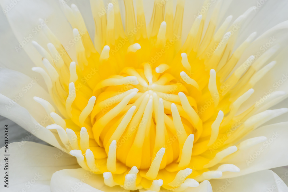 Close up beautiful white water lily background Close up beautiful white water lily background