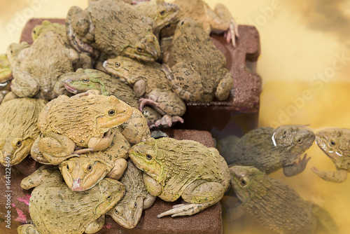 Fotografie Asia frogs in outdoor pool