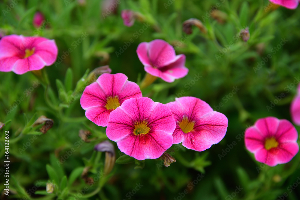 flower garden flower garden