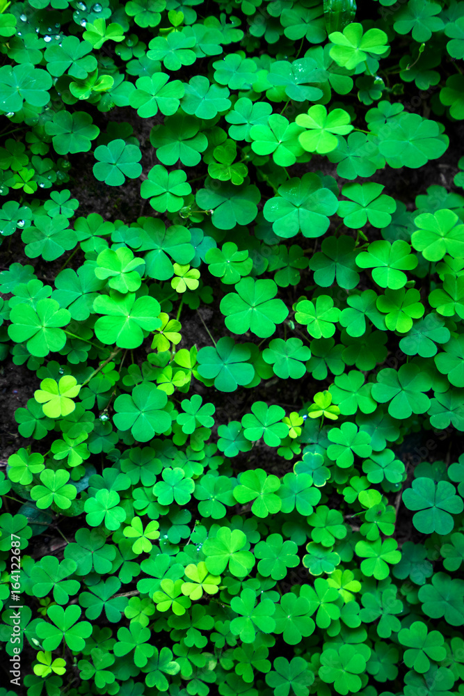 4 Leaf Clovers Background