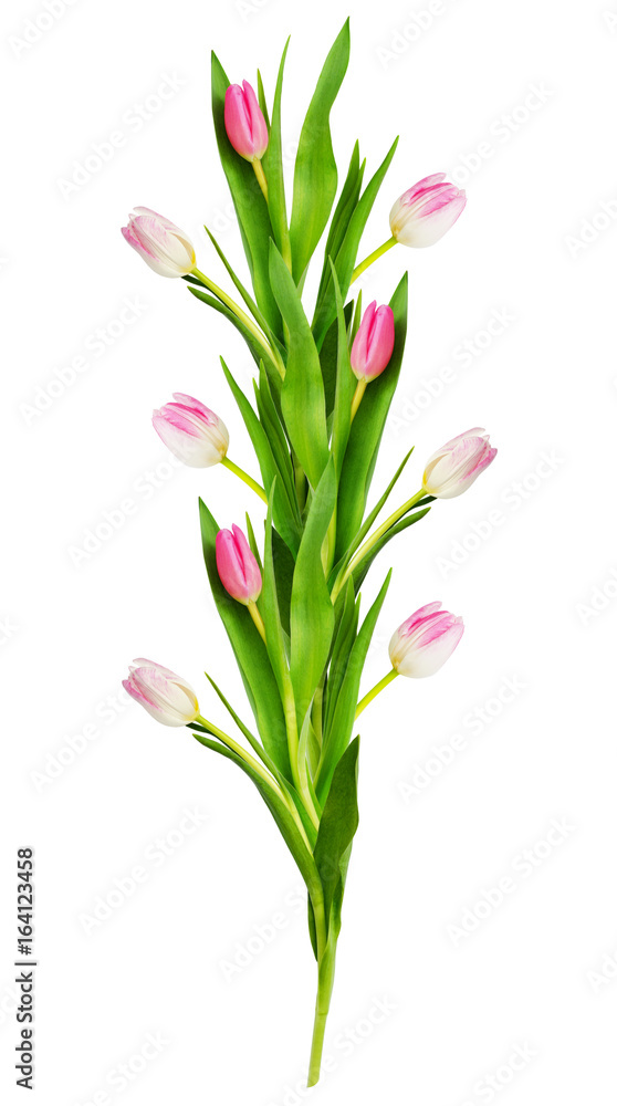Pink and white tulip flowers line arrangement Pink and white tulip flowers line arrangement