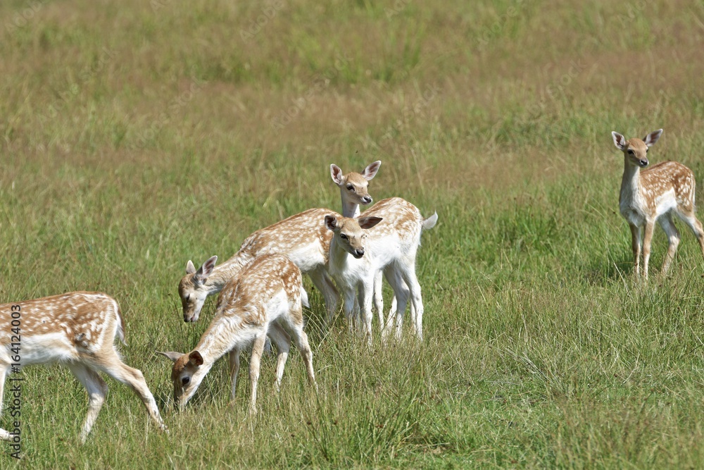 spielende Damhirschkälber