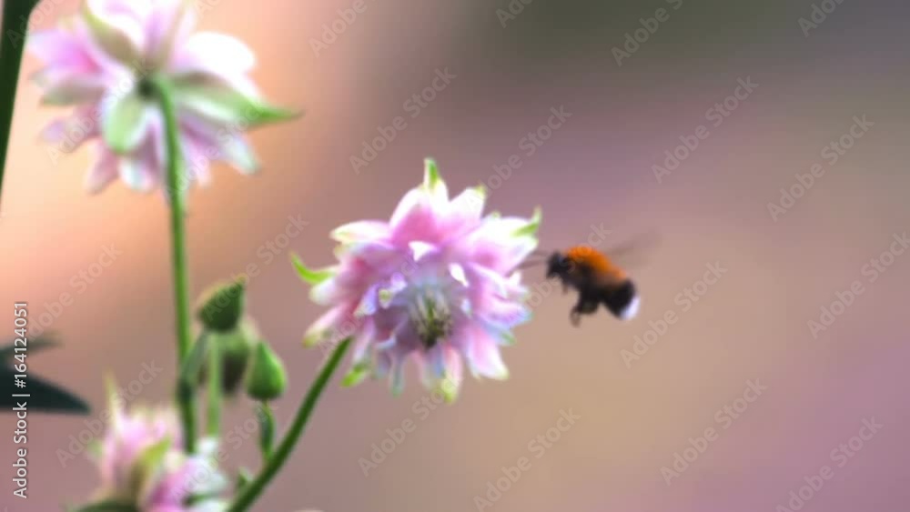 Bumblebee at Pink decorative aquilegia flowers Bumblebee at Pink decorative aquilegia flowers
