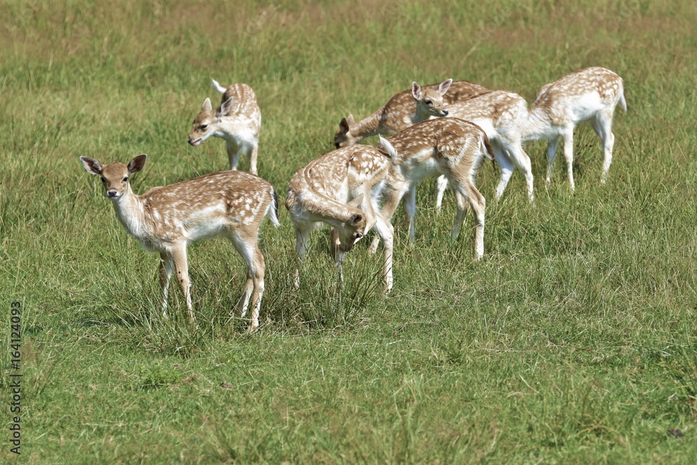 Damhirschkälber stehen auf einer Wiese Damhirschkälber stehen auf einer Wiese