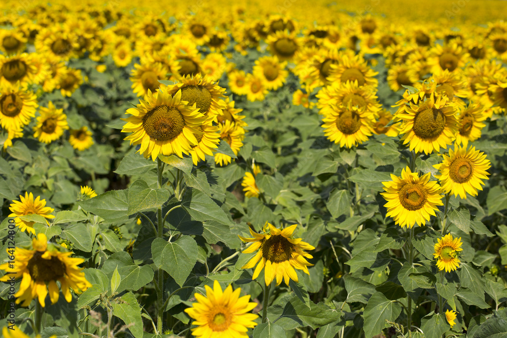 Fototapeta premium Sunflowers in the field, macro, close up