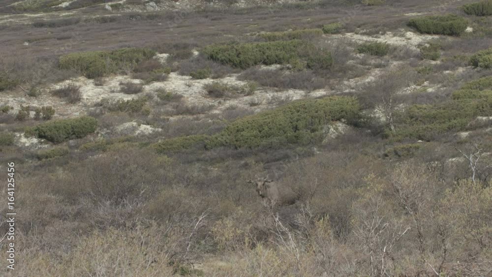 Moose bull in norway