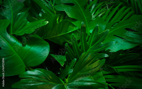 Green background concept.Tropical palm leaves, jungle leaf close up