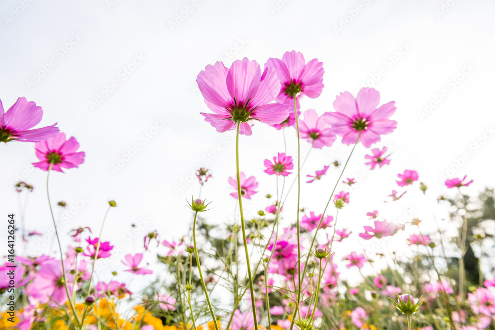 Cosmos flowers against the sky