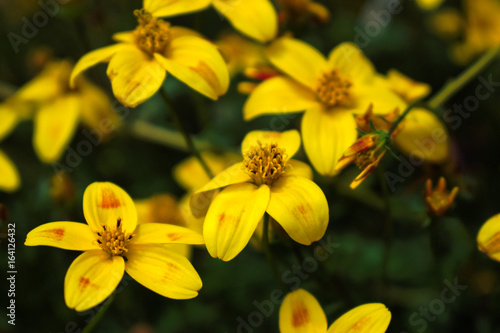 Closeup of yellow flowers in the garden