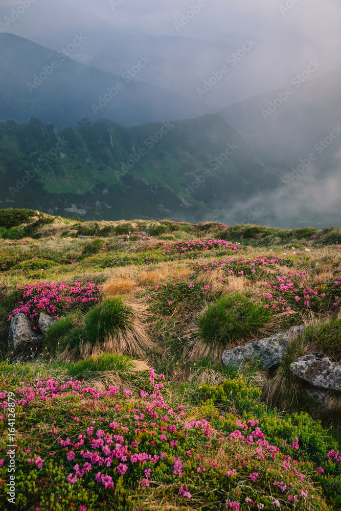 Foggy mountain landscape with blossoming rhododendron flowers Foggy mountain landscape with blossoming rhododendron flowers