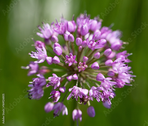 single lilac flower of blooming allium in garden on green background