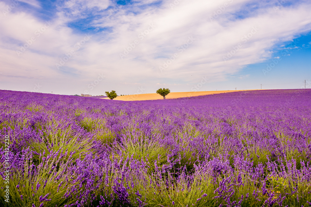 Obraz premium Lavender groves.