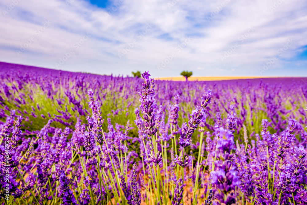 Naklejka premium Lavender with landscape in the background.