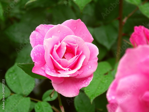 雨に濡れる薔薇の花