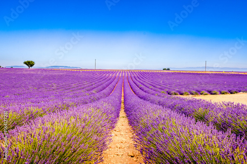 Landscape with lavender.