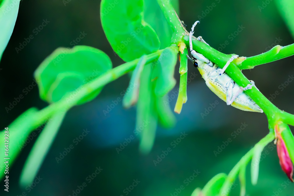 Obraz premium Insect