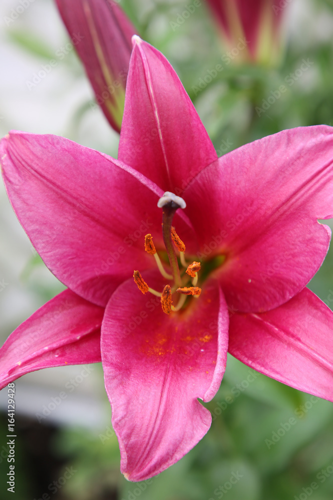 Lilienzauber Lilienzauber