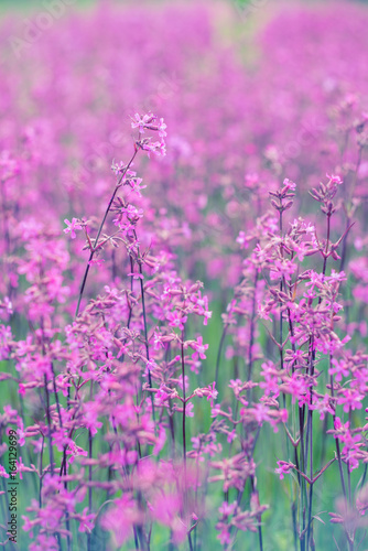 Spring background with beautiful pink flowers.