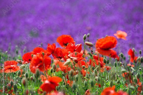 Obraz na płótnie poppy flower fields in the garden ,furano in Japan on summer time