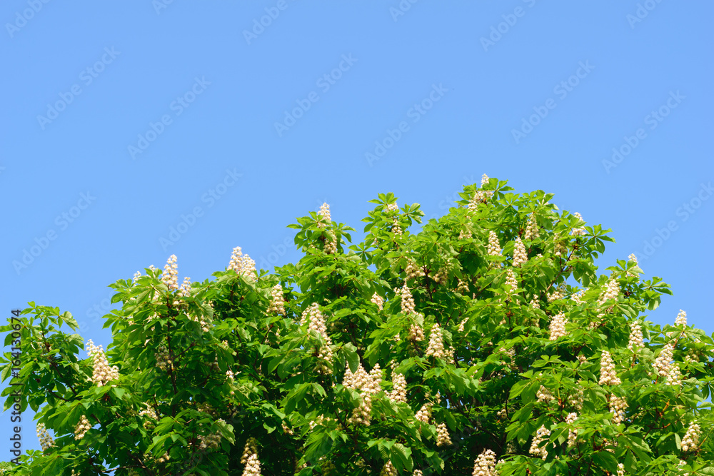 chestnut tree blooming full with fresh flowers against clear blue sky background chestnut tree blooming full with fresh flowers against clear blue sky background