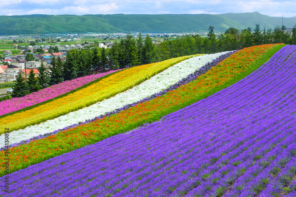 Fototapeta premium lavender and flower fields in the garden ,furano in Japan on summer time