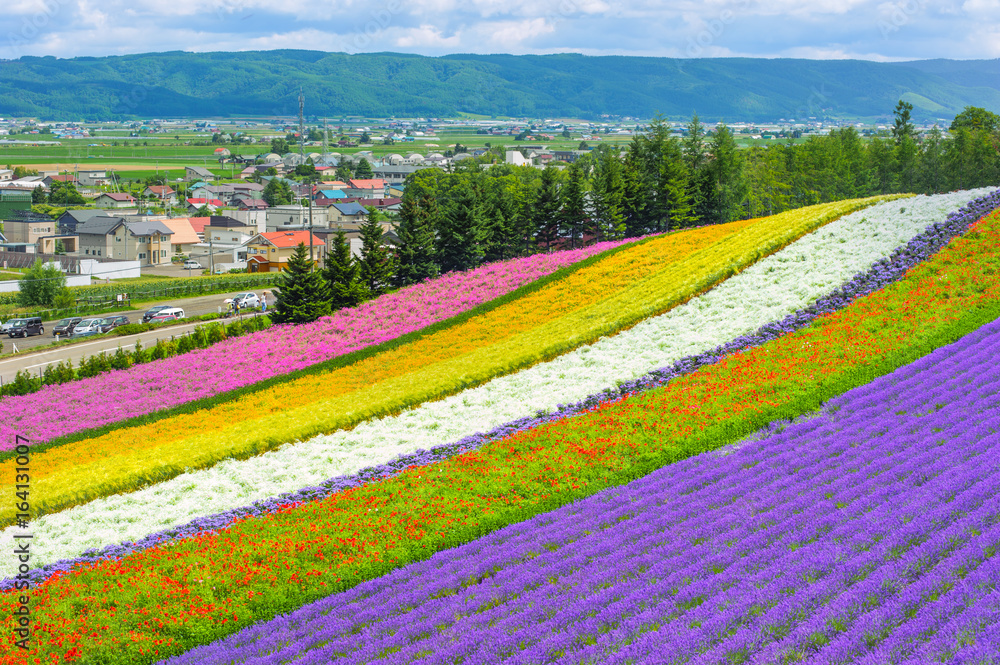 Naklejka premium lavender fields in the garden ,furano in Japan on summer time