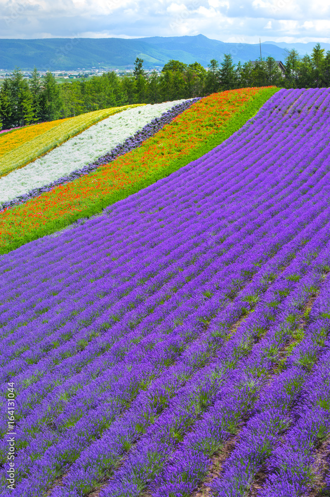 Obraz premium lavender and flower fields in the garden ,furano in Japan on summer time