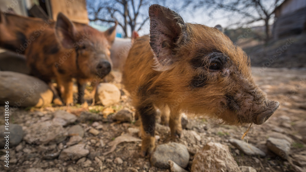 Three pigs in the barnyard Three pigs in the barnyard