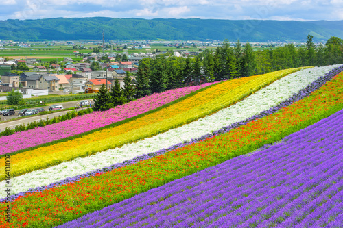 Fototapeta Naklejka Na Ścianę i Meble -  lavender fields in the garden ,furano in Japan on summer time