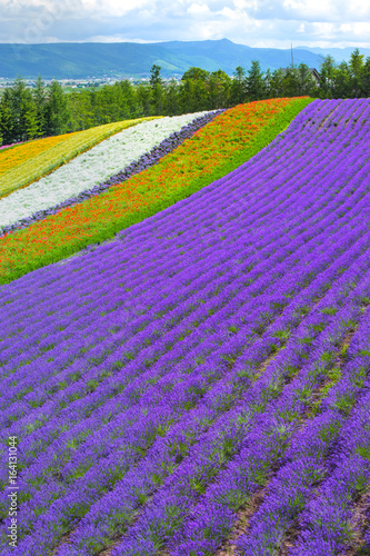 Fototapeta Naklejka Na Ścianę i Meble -  lavender and flower fields in the garden ,furano in Japan on summer time
