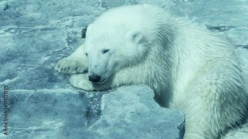 Portrait of a young Polar Bear resting on the ice photo