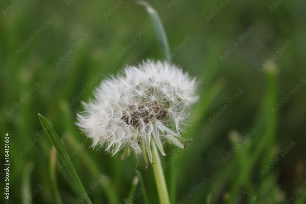 Obraz premium Dandelion 