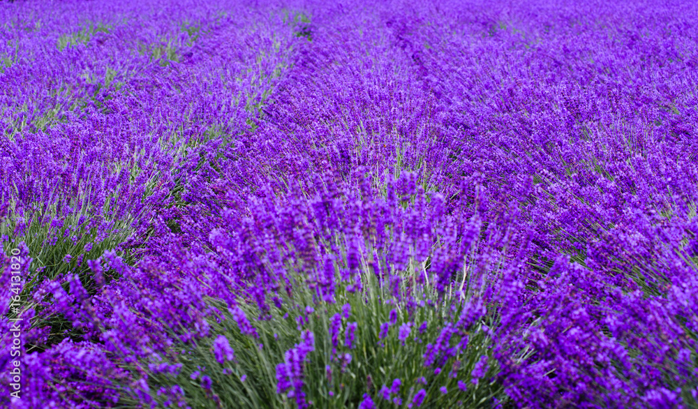 Obraz premium lavender fields in the garden ,furano in Japan on summer time