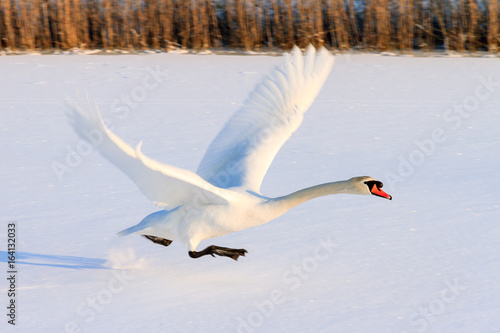 Beautiful swan (Cygnus olor) takes off from the snowy ice in winter in the Netherlands