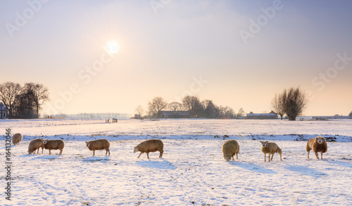 Sheep (Ovis aries) in snow white winter landscape at sunset in the Netherlands