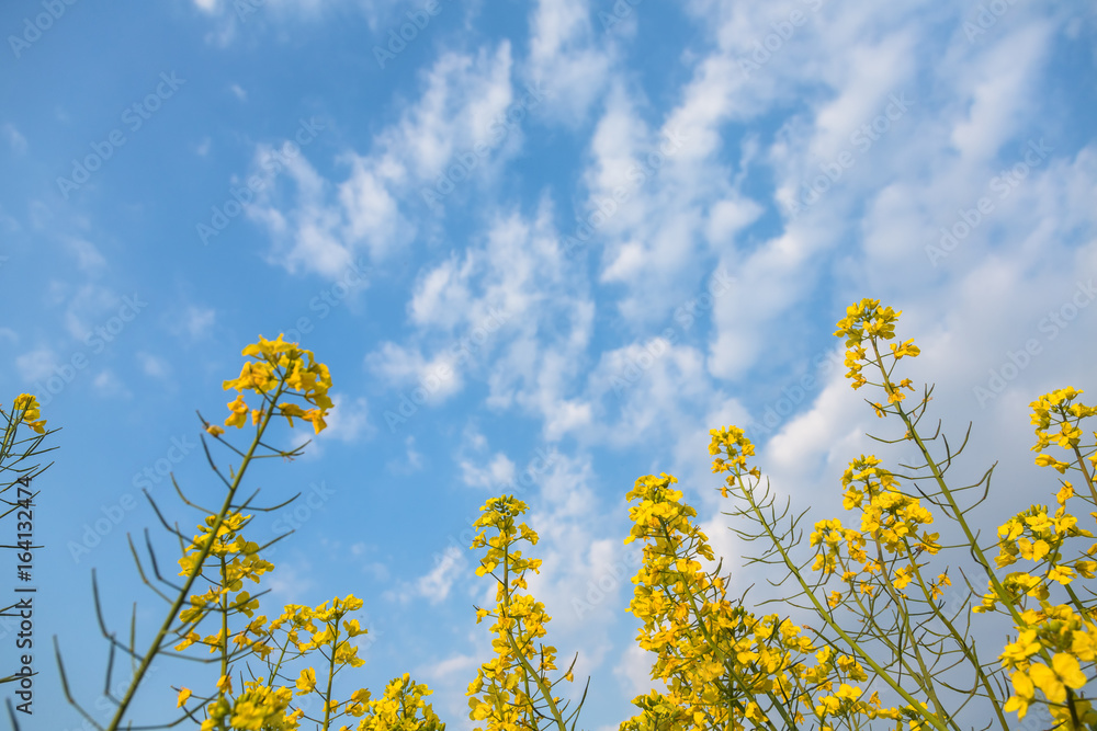 rapeseed field against blue sky in Anhui old village of China. rapeseed field against blue sky in Anhui old village of China.
