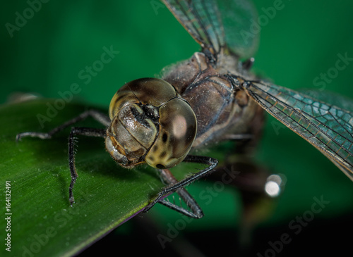A picture of a dragonfly sitting on a sheet photo