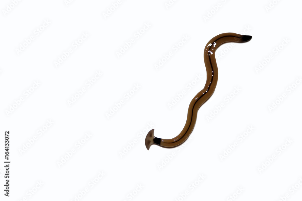 Hammerhead worm parasite with white background. Hammerhead worm parasite with white background.