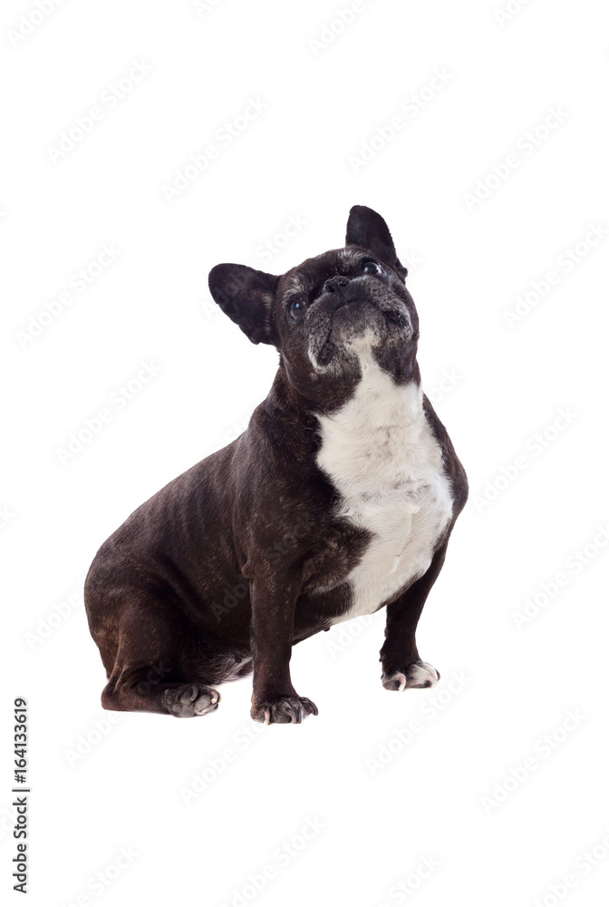 Portrait in Studio of a cute bulldog Portrait in Studio of a cute bulldog