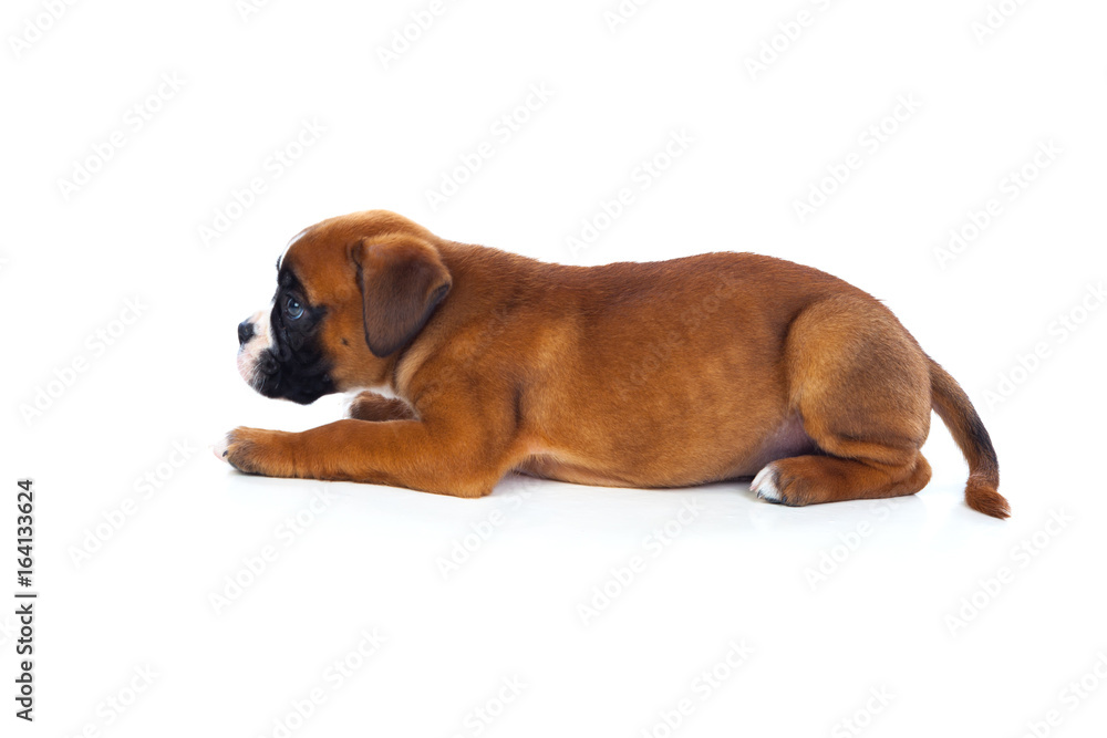 Adorable puppy lying on the floor Adorable puppy lying on the floor
